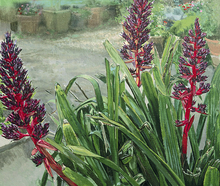 Plant Study (Bromeliad) (oil on linen, 24" x 28".) Paintings, Studies. Plein air study of a bromeliad in bloom in a Malibu Plant Nursery. ©Manny Cosentino, 2001.